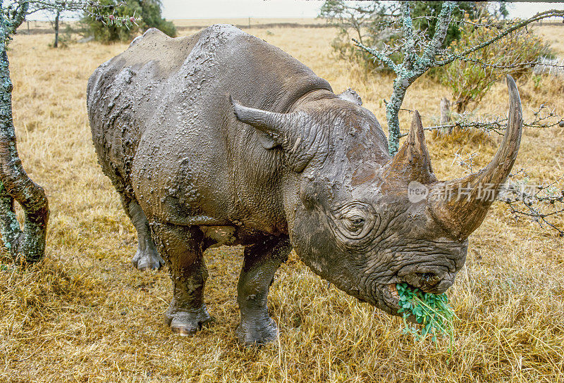 黑犀牛或钩唇犀牛(Diceros bicornis)是犀牛的一种，原产于非洲东部和南部。肯尼亚Ol Pejeta保护区也被称为甜水野生动物保护区